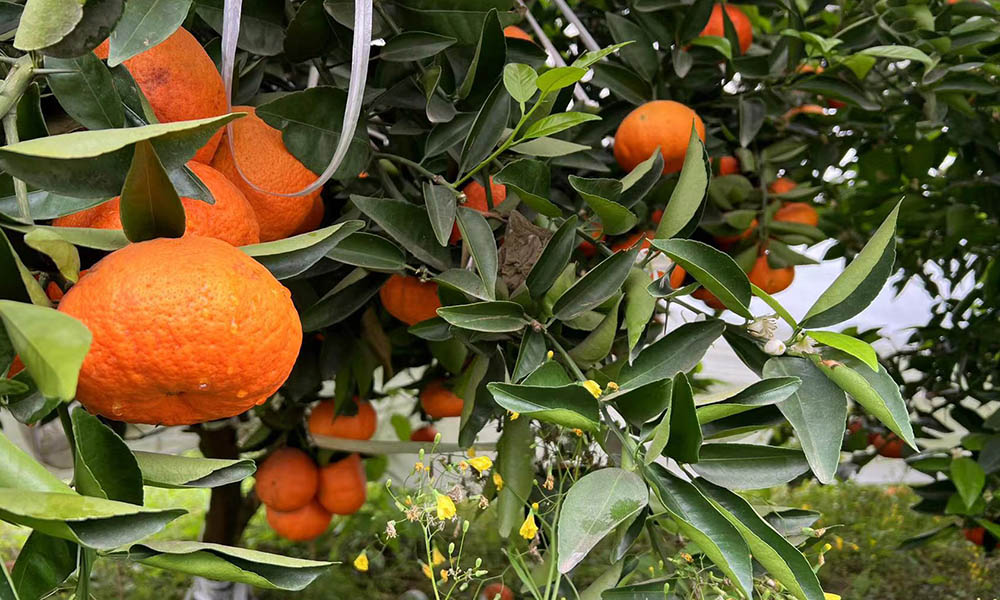 Citrus Tree (Sichuan, China)