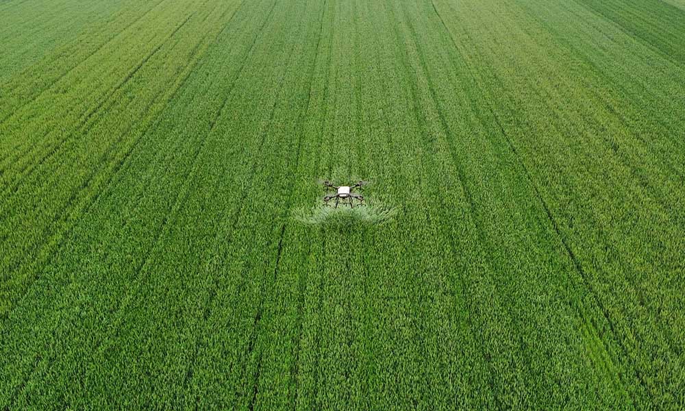 Wheat (Jiangsu, China)