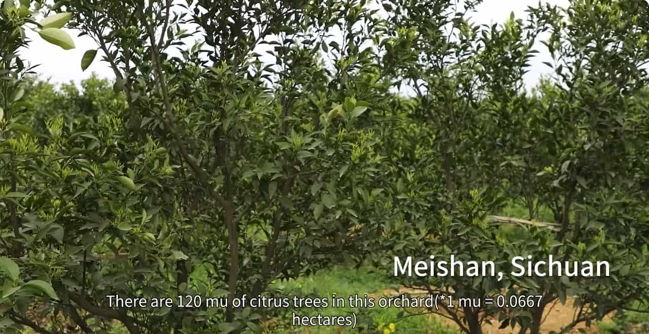 Topxgun Agriculture Drone Terrain-following Operation in Hillside Citrus Orchard